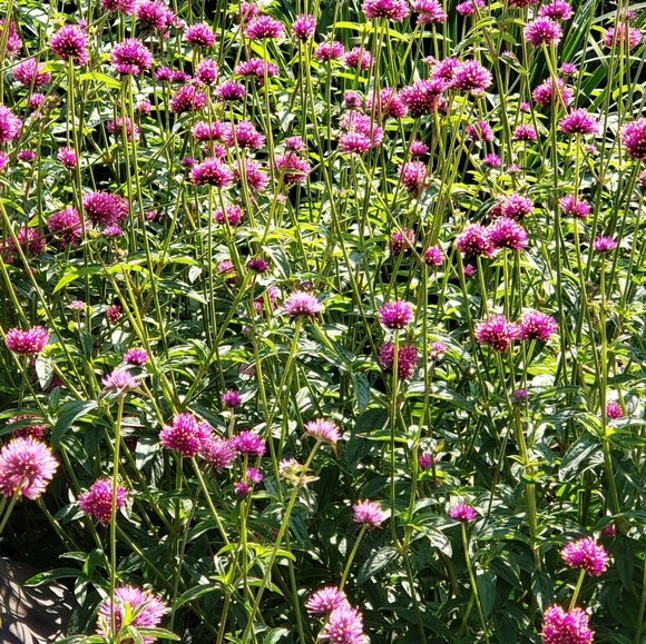 🏞Meet Posher & Fellow Bargain-Hunter, BD🚵♀️ - Picture 6 of 10